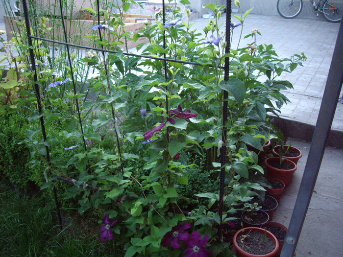 IMGP9935