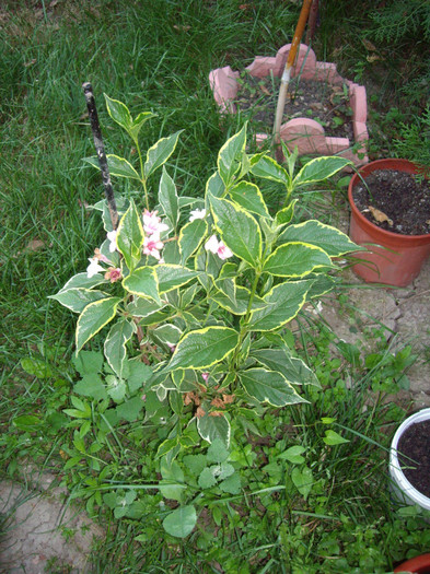 IMGP9947