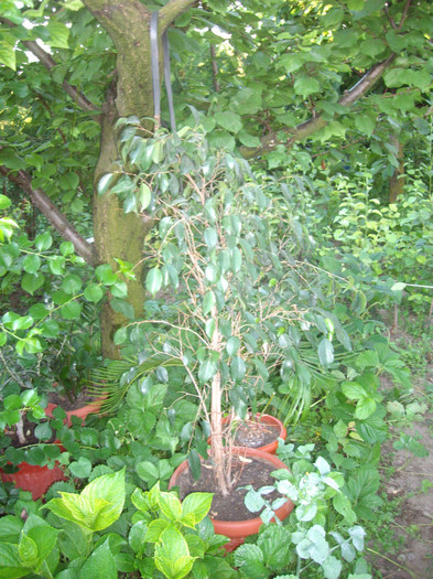 IMGP9959 - Flori 2