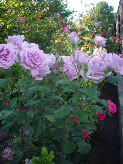 IMGP9968