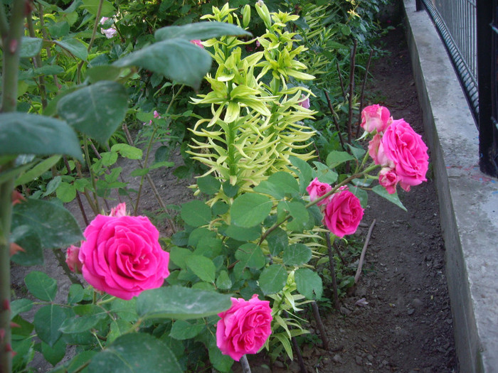 IMGP9969