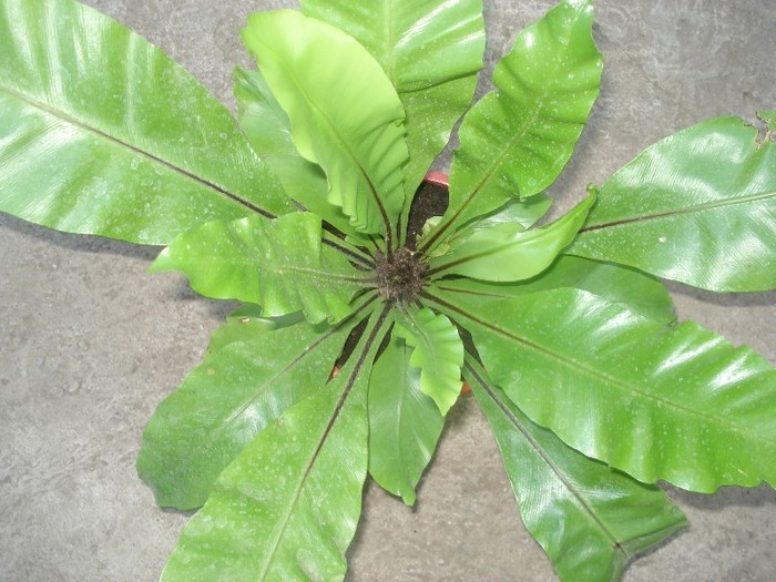 asplenium nidus - florile mele2