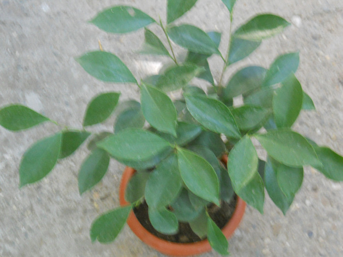 FICUS GINSENG - ALBUM 2011