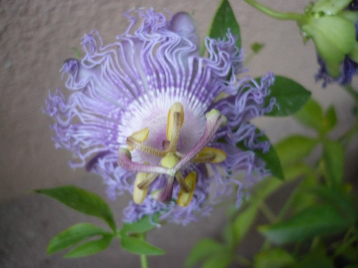 P1100333 - zzz-PASSIFLORA-iesite din colectie