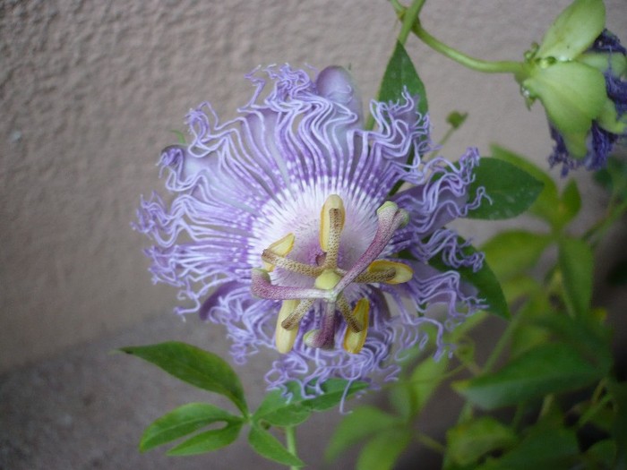 P1100335 - zzz-PASSIFLORA-iesite din colectie