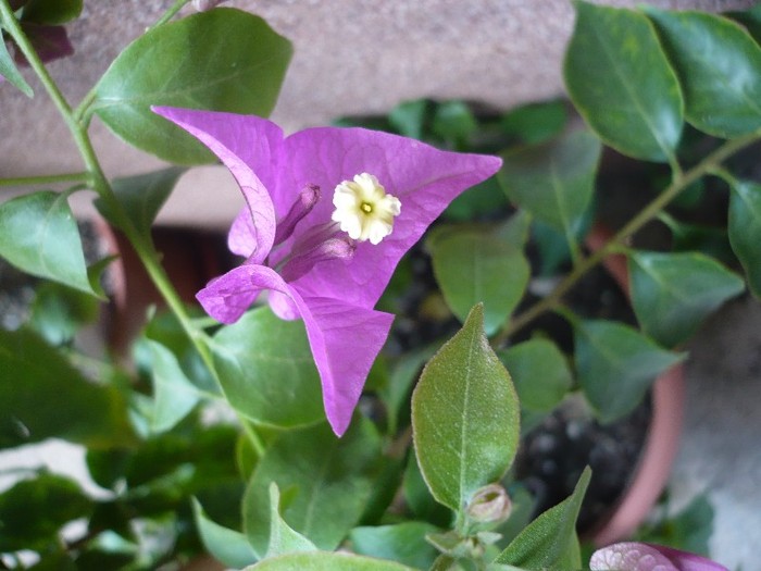 P1100354 - zzz-BOUGAINVILLEA-2011