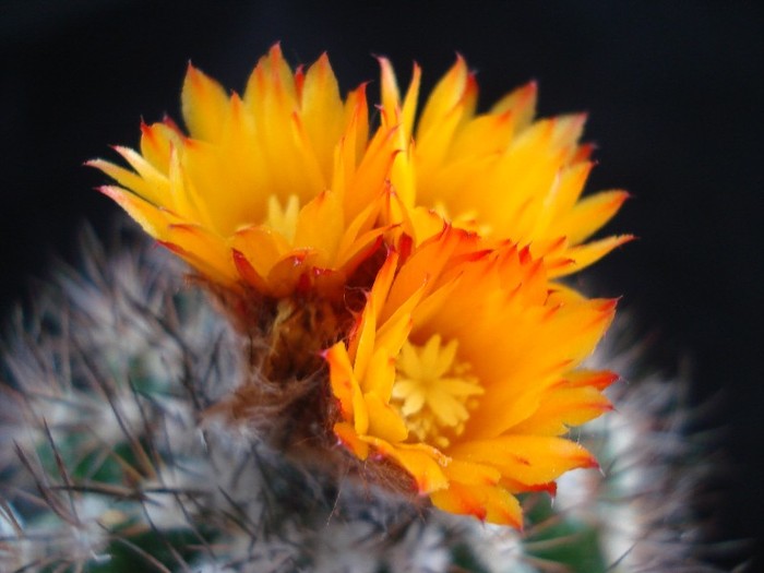 DSC05878 - Cactusi 2011