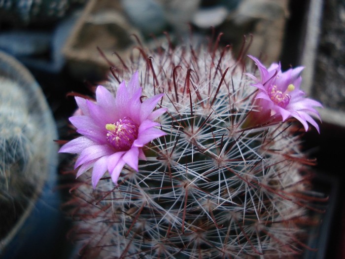 DSC05874 - Cactusi 2011