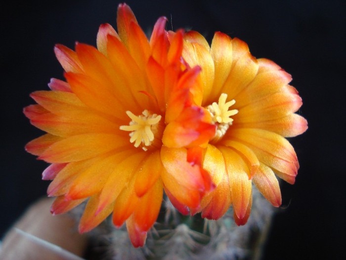 DSC05881 - Cactusi 2011