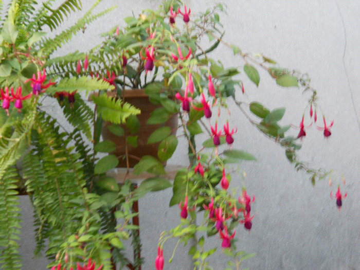 DSCN3195 - ALBUM 2011