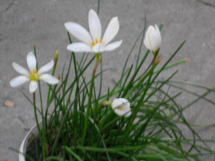 ZEPHYANTHES - ALBUM 2011