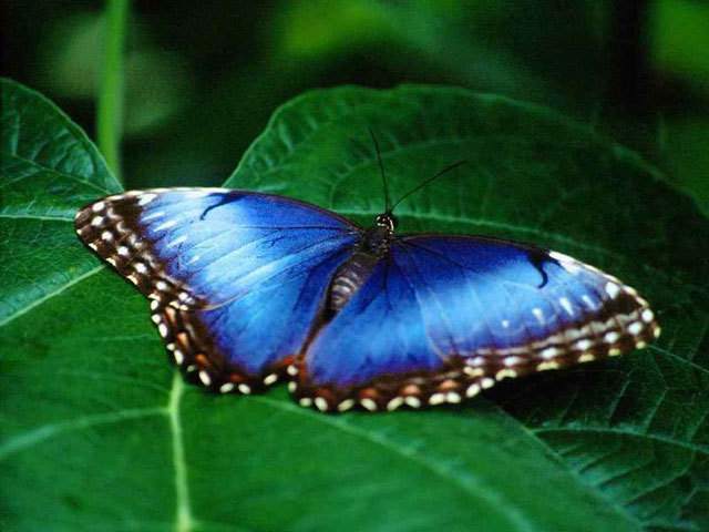 butterfly 2 - fluturasi