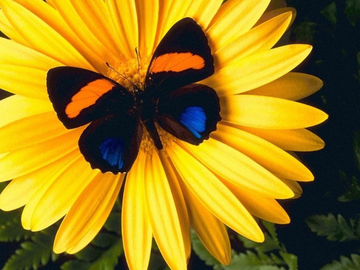 Butterfly on Yellow Flower - fluturasi