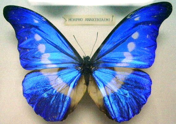 Butterfly_Morpho_rhetenor_helea_(M)_KL - fluturasi