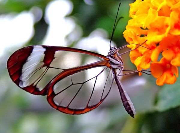 butterfly1 - fluturasi