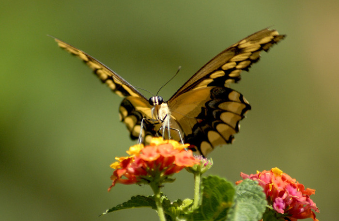 butterfly10 - fluturasi