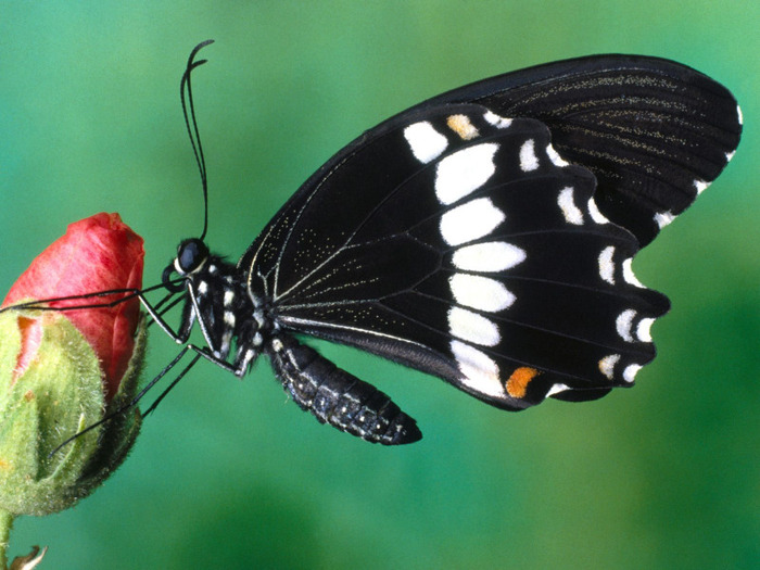 Flowers-Papilio-Polytes-Butterfly-1-TSYMTLGOC8-1600x1200