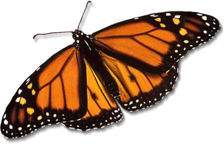 monarch-butterfly_large - fluturasi