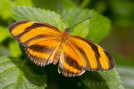 orange-tiger-butterfly_10324 - fluturasi