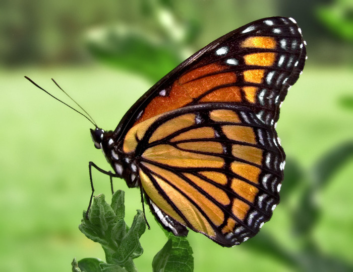 Viceroy_Butterfly