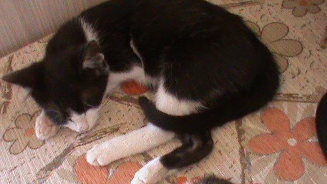 DSC03503 - ILINCA