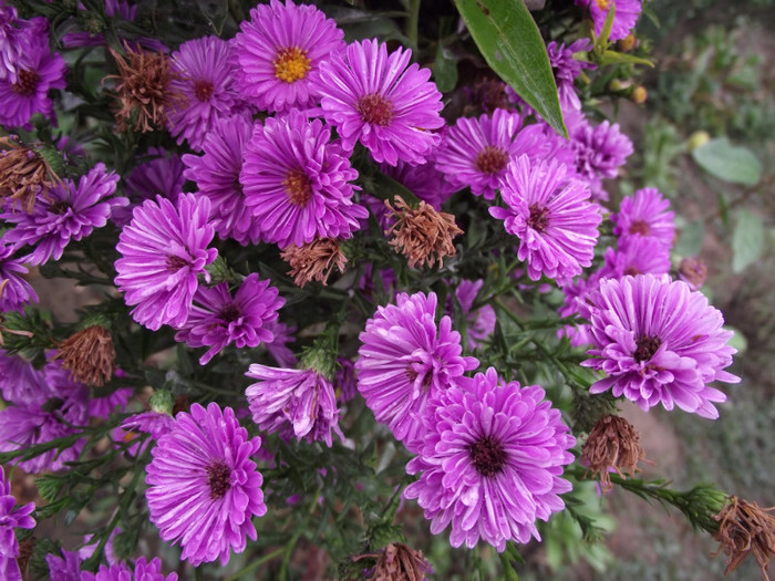 DSCF5381 - toamna