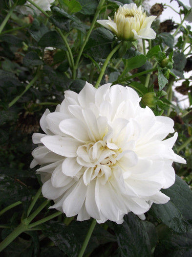 DSCF5385 - toamna