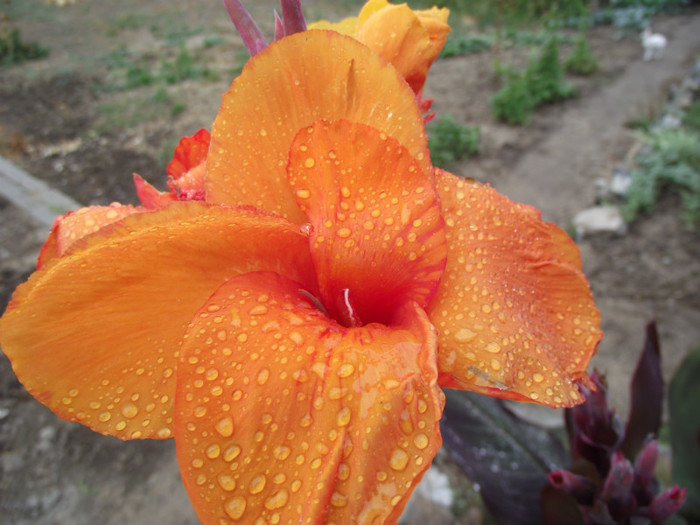 DSCF5394 - toamna