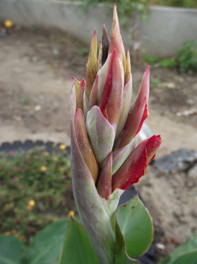 DSCF5396 - toamna