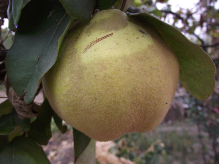 DSCF5402 - toamna