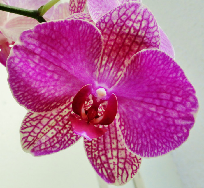  - Orhidee phalaenopsis