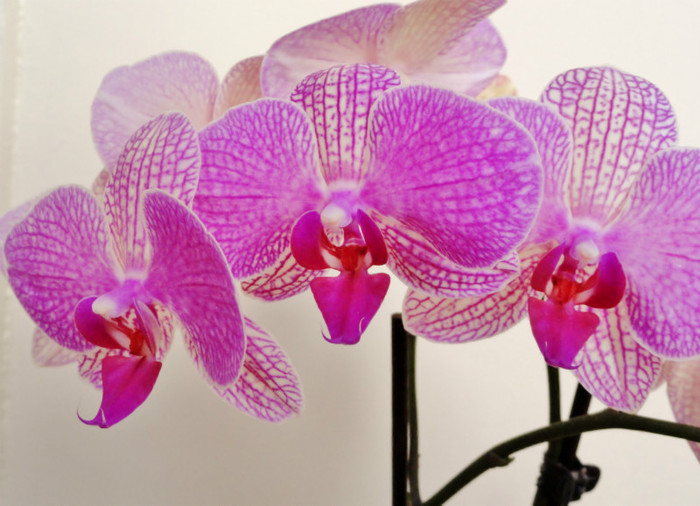  - Orhidee phalaenopsis