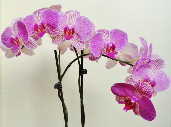  - Orhidee phalaenopsis