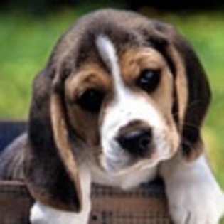 animale - Poze animale