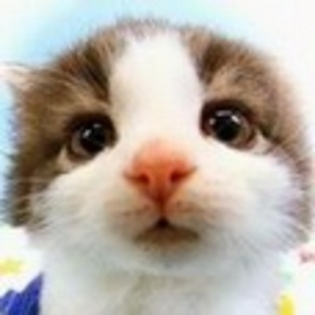 animale - Poze animale