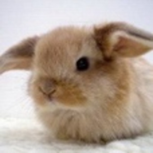 animale - Poze animale