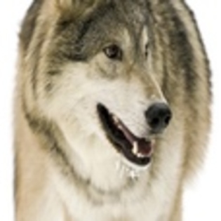 animale - Poze animale