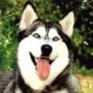 animale - Poze animale