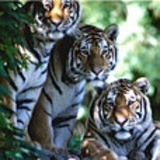 animale - Poze animale