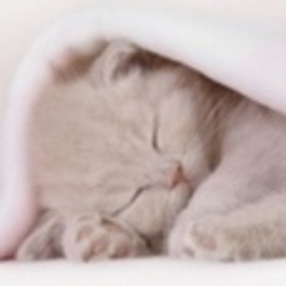 animale - Poze animale