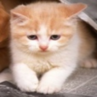 animale - Poze animale