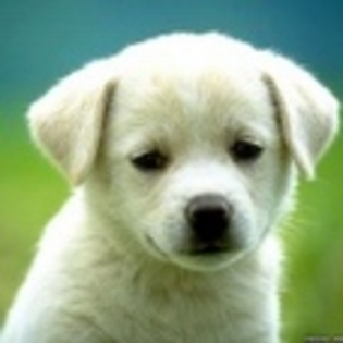 animale - Poze animale