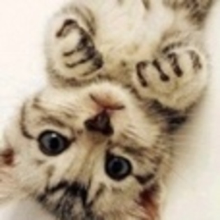 animale - Poze animale