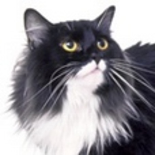 animale - Poze animale