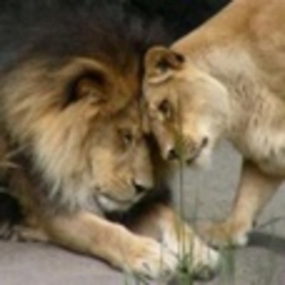 animale - Poze animale