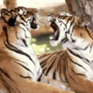 animale - Poze animale