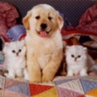 animale - Poze animale