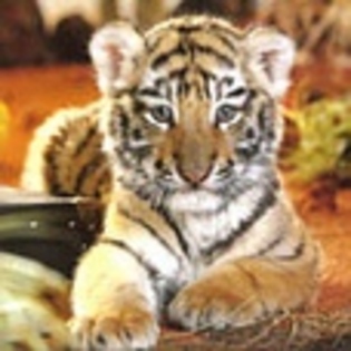 animale - Poze animale