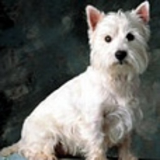 animale - Poze animale