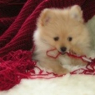 animale - Poze animale